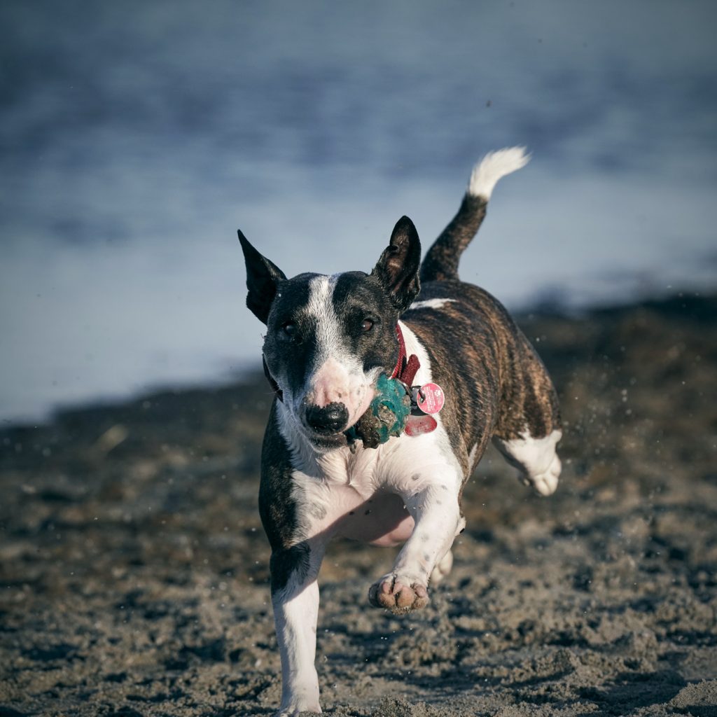 Ein junger Bullterrier rennt mit einem Ball über den Strand