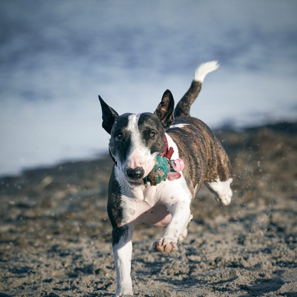 Hundefotografie, spielender Bullterrier am Strand