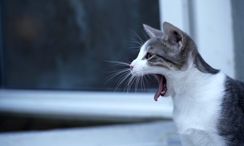Catwalk – Katzenportraits im Tierheim mit der Sony a7r III