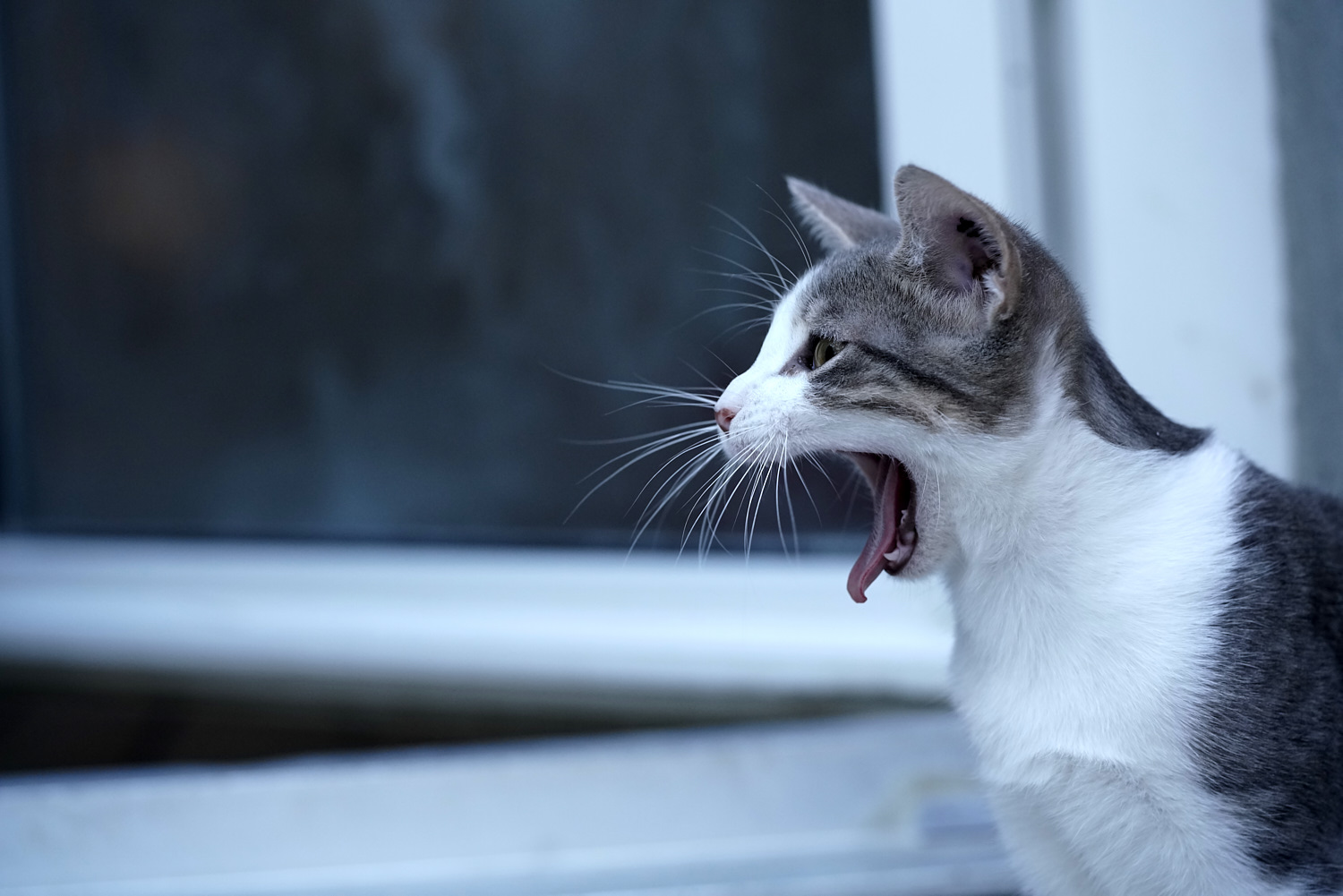 Catwalk – Katzenportraits im Tierheim mit der Sony a7r III