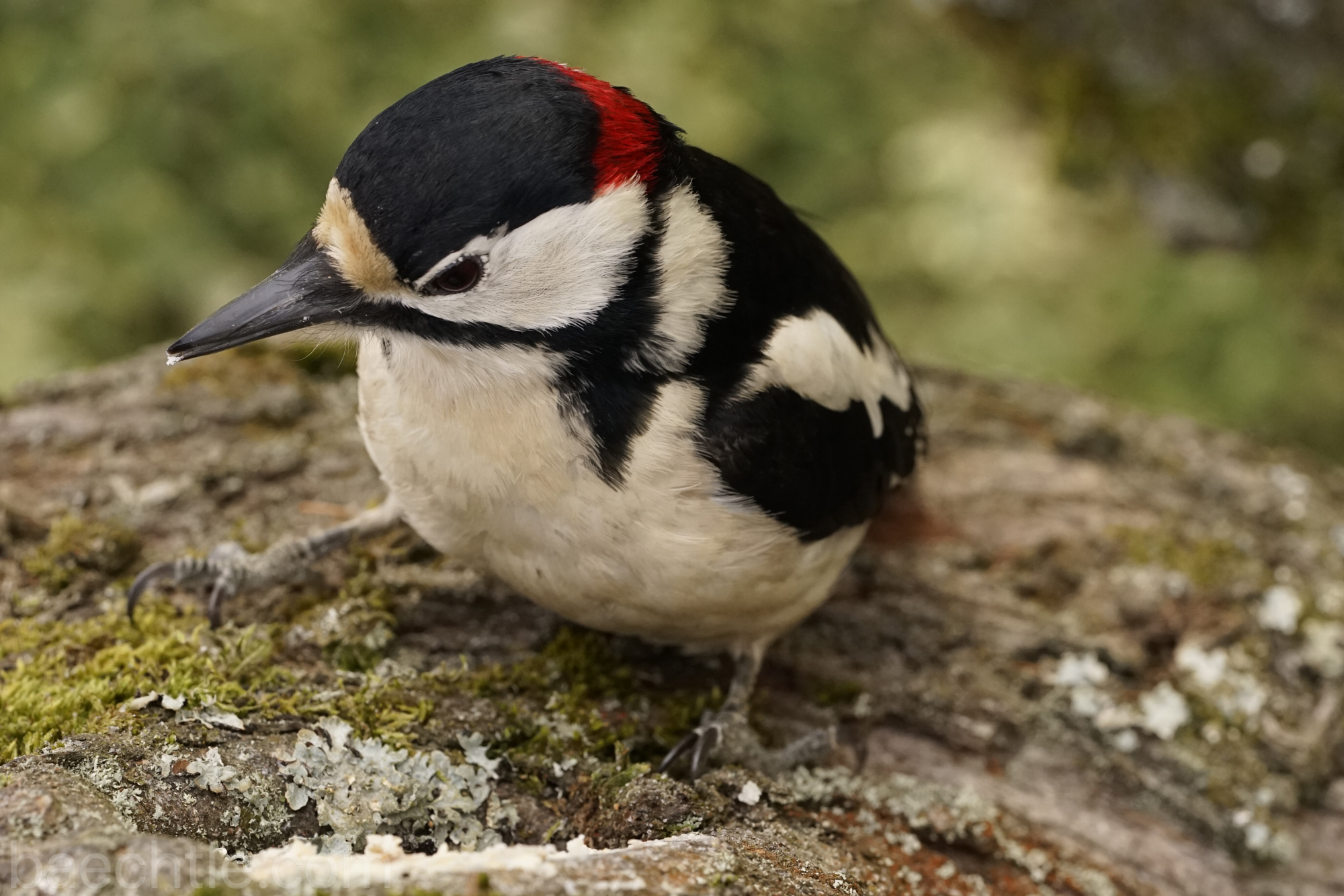 Tierfotografie – Vögel fotografieren mit dem Sony FE 90 2,8 Macro G OSS